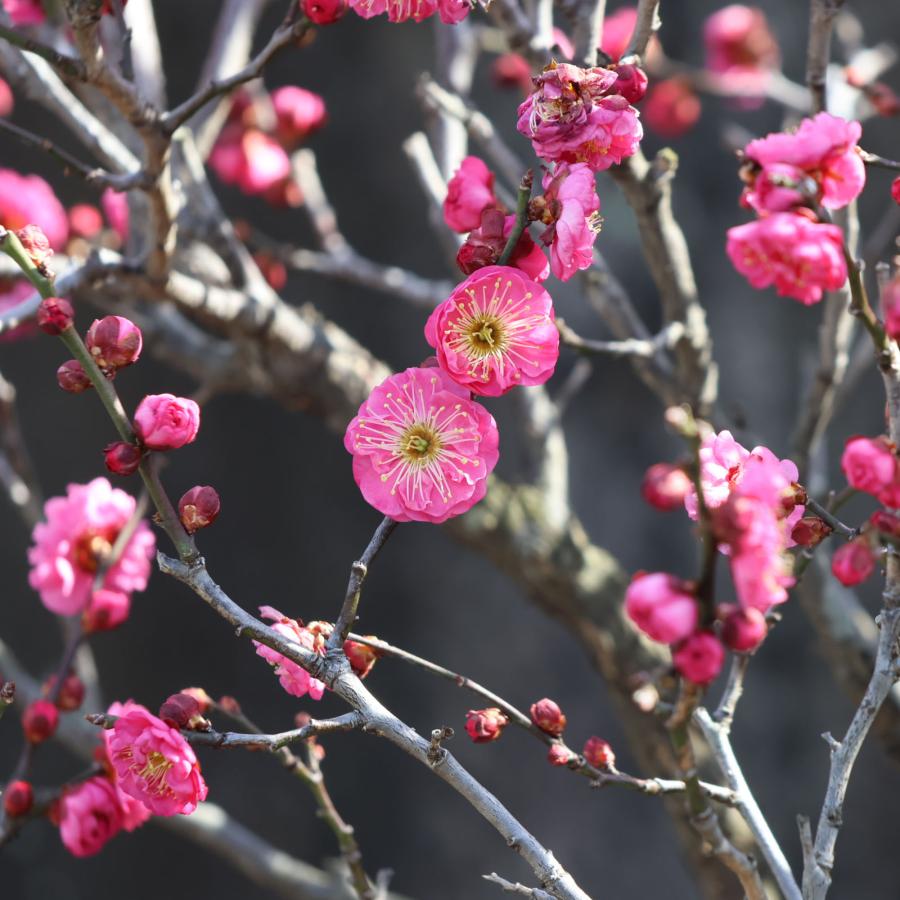梅の木 特選庭木・植木：梅の木（立ち梅）（紅梅）八重咲き 玉造り 梵天