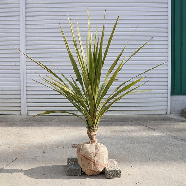 庭木 植木：ドラセナ(ニオイシュラン)*コルジリネ・オーストラリス