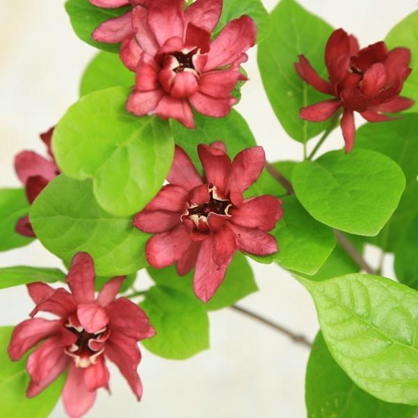 庭木・植木：カリカンサス（ハートレッジワイン）黒花ロウバイ*大株