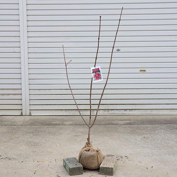 庭木・植木：カリカンサス（ハートレッジワイン）黒花ロウバイ*大株