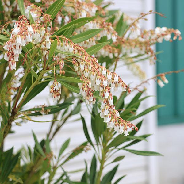 庭木・植木：琉球馬酔木*（りゅうきゅうあせび）アセビ 琉球あせび