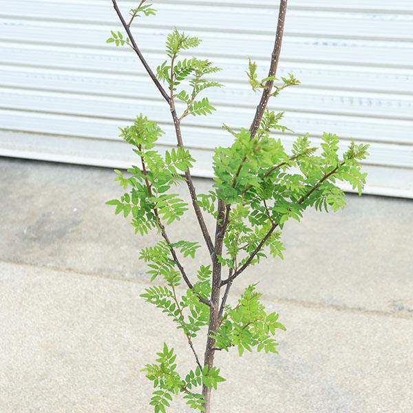 庭木 植木：朝倉山椒（朝倉サンショウ）*あさくらさんしょう 大苗 実