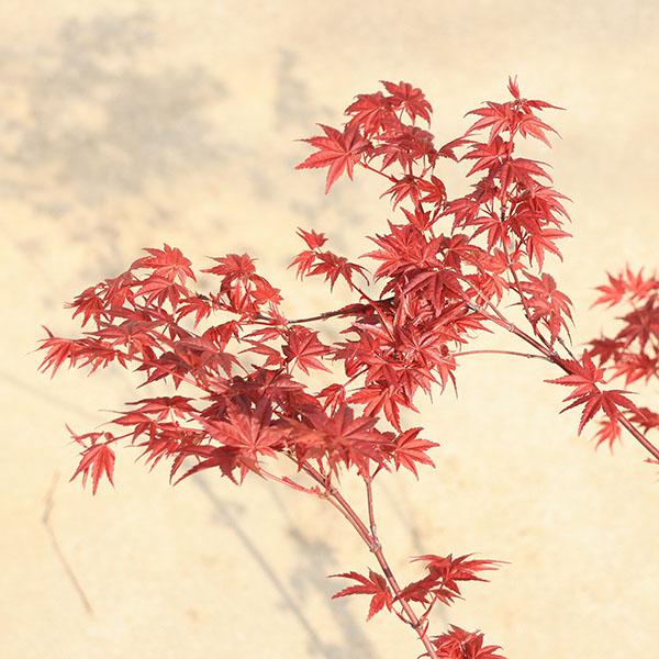 庭木・植木：血汐もみじ*（ちしおもみじ）千染もみじ 血汐モミジ
