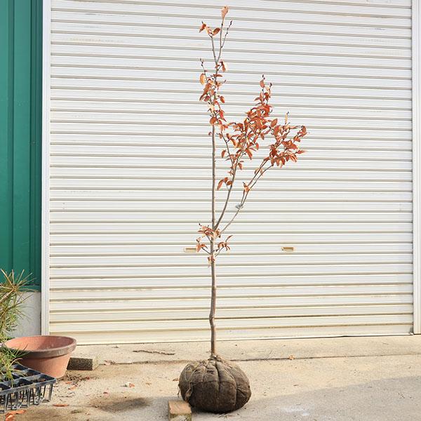 庭木 植木 ：ヤマコウバシ（山香ばし）*やまこうばし 現品限り 単木