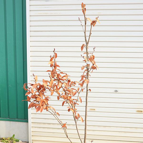 庭木 植木 ：ヤマコウバシ（山香ばし）*やまこうばし 現品限り 単木 