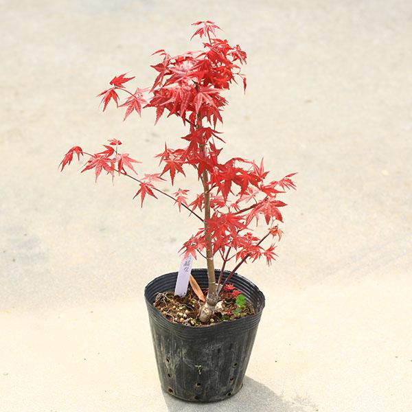 庭木・植木　 庭木苗：出猩々モミジ（でしょうじょうもみじ）*　デショウジョウ　紅葉　盆栽　苗　（Yahoo!・遊恵盆栽　Yahoo!店）