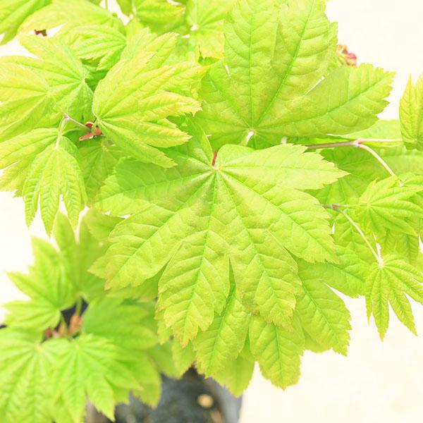 庭木・植木 庭木苗：コハウチワカエデ（板屋名月）いたやめいげつ