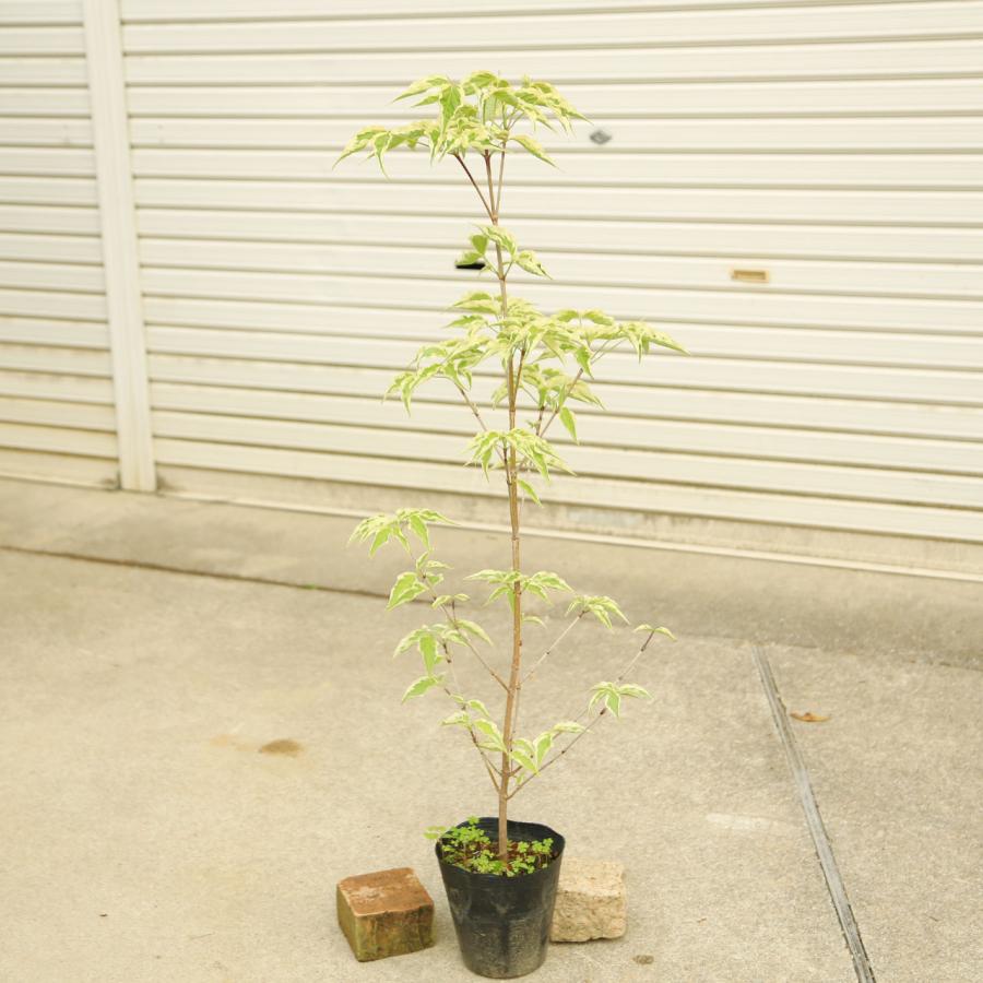 庭木・植木：ヤマボウシ（ウルフアイ）*樹高：約100cm 全高：約