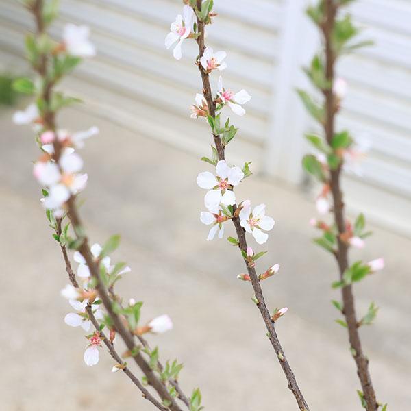 庭木・植木：ゆすら梅（山桜桃梅）*ユスラウメ 大株 白花赤実 樹高：約