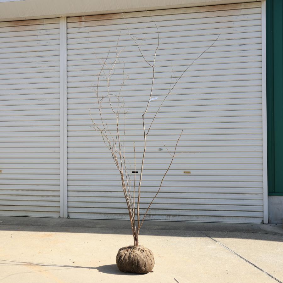 庭木・植木：ツリバナ（ツリバナマユミ）吊花 株立ち 現品限り * 樹高：約180cm 佐川急便発送！ : 遊恵盆栽 Yahoo!店 - 通販 ...