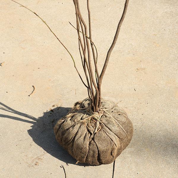 庭木・植木：ツリバナ（ツリバナマユミ）吊花 株立ち 現品限り * 樹高