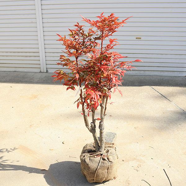 庭木 植木 珍品：折鶴南天* おりづるなんてん 現品限り ヤマト便発送
