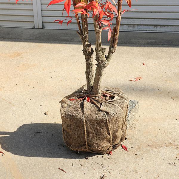 庭木 植木 珍品：折鶴南天* おりづるなんてん 現品限り ヤマト便発送