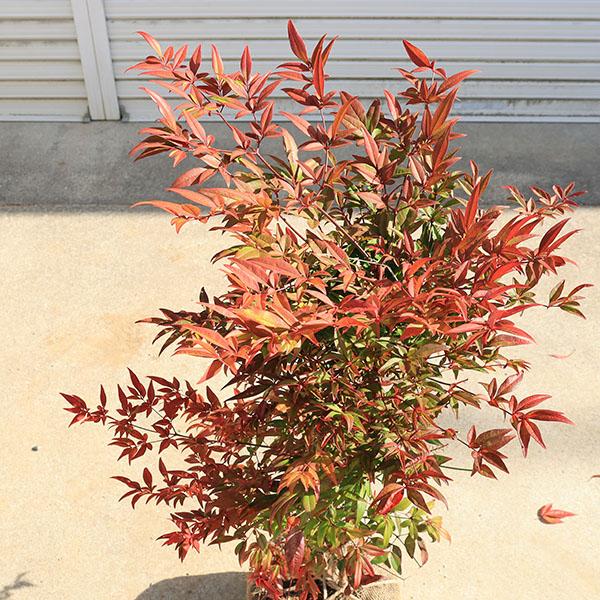 折鶴盆栽　ひめゆり　5 　赤 庭木 植木 珍品：折鶴南天* おりづるなんてん 現品限り ヤマト便発送