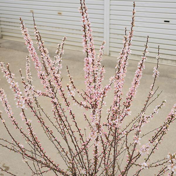特選庭木 植木：庭梅*ニワウメ にわうめ 大株 佐川急便発送 : 遊恵盆栽