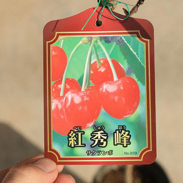 庭木苗：サクランボ*（さくらんぼ）桜桃 (紅秀峰) 5寸ロングポット