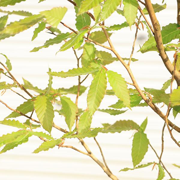 庭木・植木：ブナの木*（ブナ）一本立ち 当店おまかせ品 樹高：約