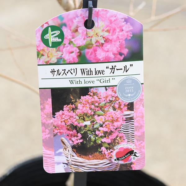 庭木・植木：矮性サルスベリ（百日紅）*ウィズラブシリーズ 各色お選