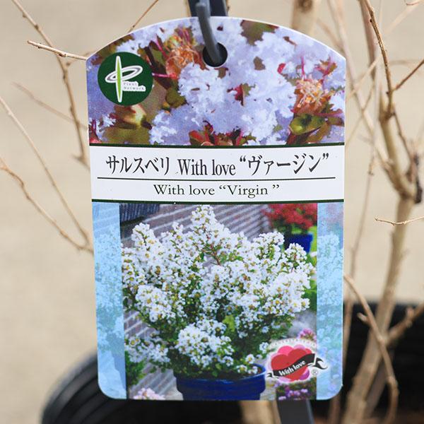 庭木・植木：矮性サルスベリ（百日紅）*ウィズラブシリーズ 各色お選