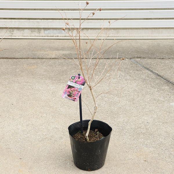 庭木・植木：矮性サルスベリ（百日紅）*ウィズラブシリーズ 各色お選