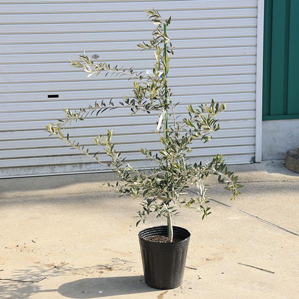 オリーブの木,植物/観葉植物アルベキーナ『花芽ギッシリ　約185㌢綺麗な樹形』 オリーブの木,植物/観葉植物アルベキーナ『花芽ギッシリ 約185