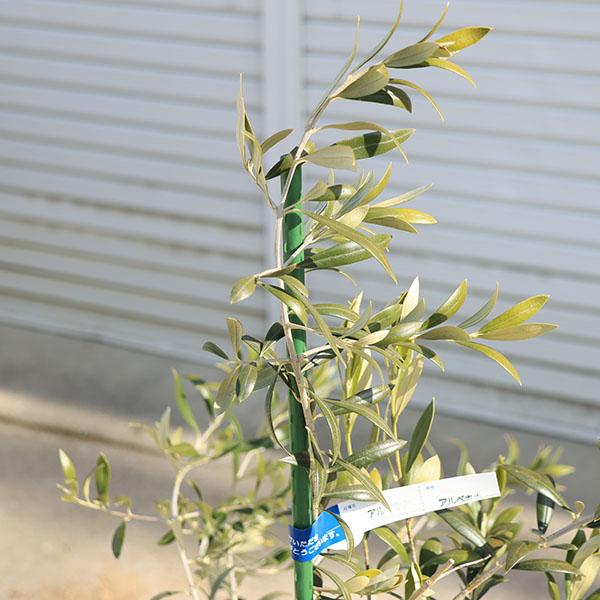 庭木・植木：オリーブ（アルベキナ）*アルベキーナ樹高100cm 現品
