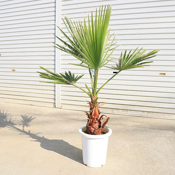【引取り限定】★ワシントンヤシ★苗　特大サイズ 特大庭木 植木 ：ワシントンヤシ（ワシントン椰子）* ヤシの木 特良