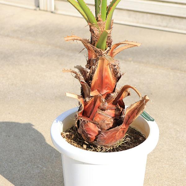 特大庭木 植木 ：ワシントンヤシ（ワシントン椰子）* ヤシの木 特良