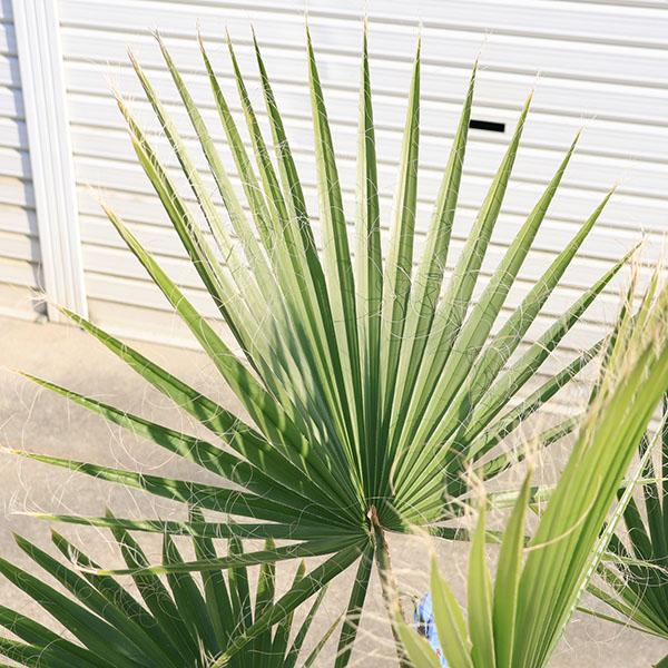 特大庭木 植木 ：ワシントンヤシ（ワシントン椰子）* ヤシの木 特良