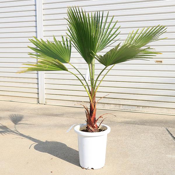 特大庭木 植木 ：ワシントンヤシ（ワシントン椰子）* ヤシの木 佐川