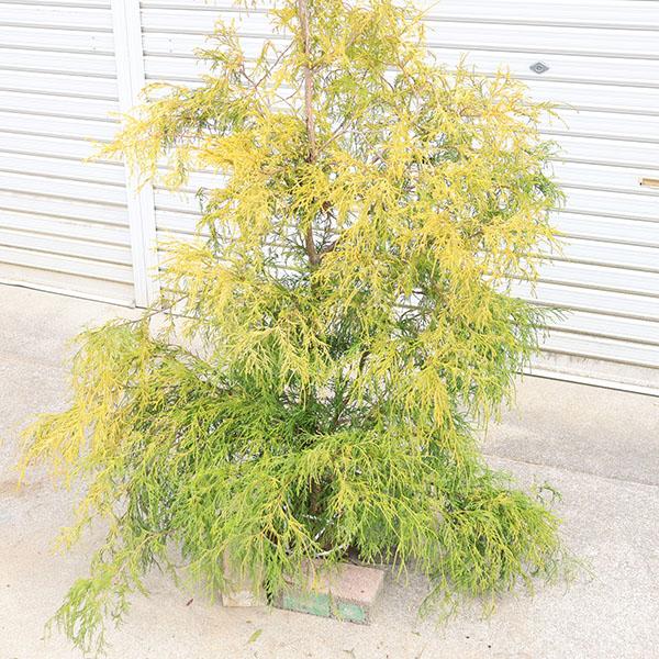 特選庭木・植木：フィリフェラオーレア（コニファー）* 伸ばし特大株