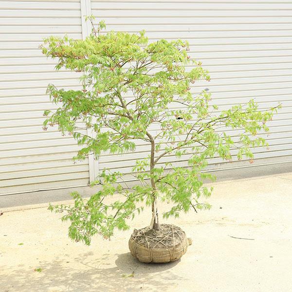 特撰庭木・植木：青しだれもみじ（青枝垂れもみじ）青枝垂れモミジ