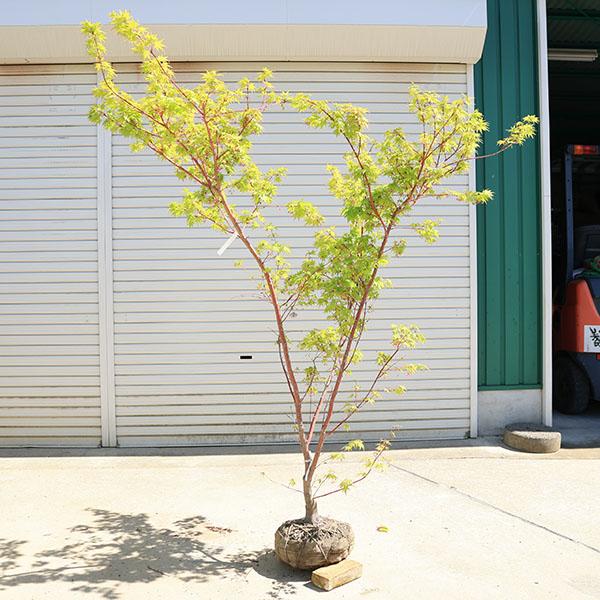 特撰庭木・植木：サンゴカクもみじ（珊瑚閣）*紅葉 樹高170cm 佐川