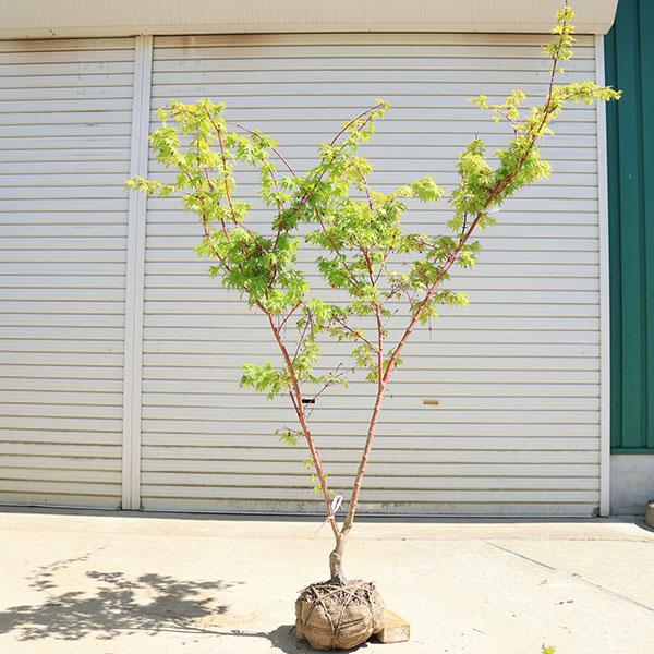 特撰庭木・植木：サンゴカクもみじ（珊瑚閣）*紅葉 樹高170cm 佐川