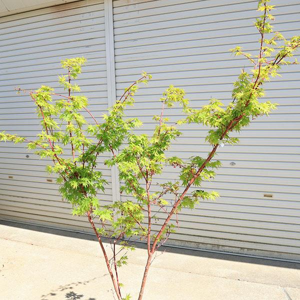 特撰庭木・植木：サンゴカクもみじ（珊瑚閣）*紅葉 樹高170cm 佐川