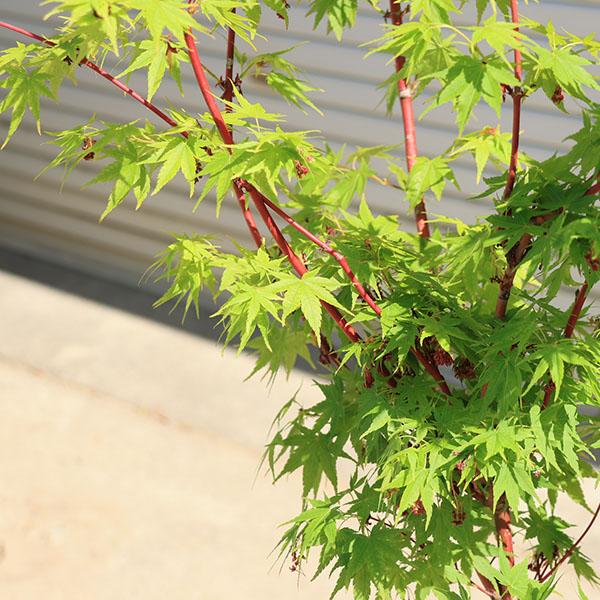 特撰庭木・植木：サンゴカクもみじ（珊瑚閣）*紅葉 樹高170cm 佐川
