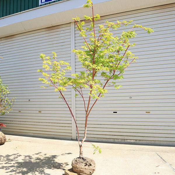 特撰庭木・植木：サンゴカクもみじ（珊瑚閣）*紅葉 樹高170cm 佐川
