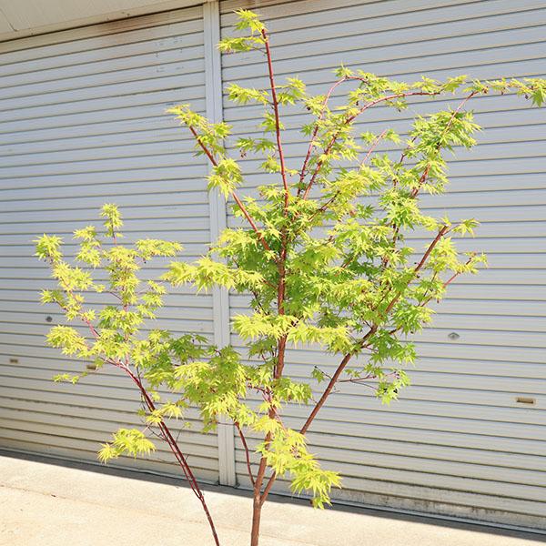 楽天市場】【選べる現品】サンゴカクモミジ(珊瑚閣紅葉) 苗木 樹高1.1m