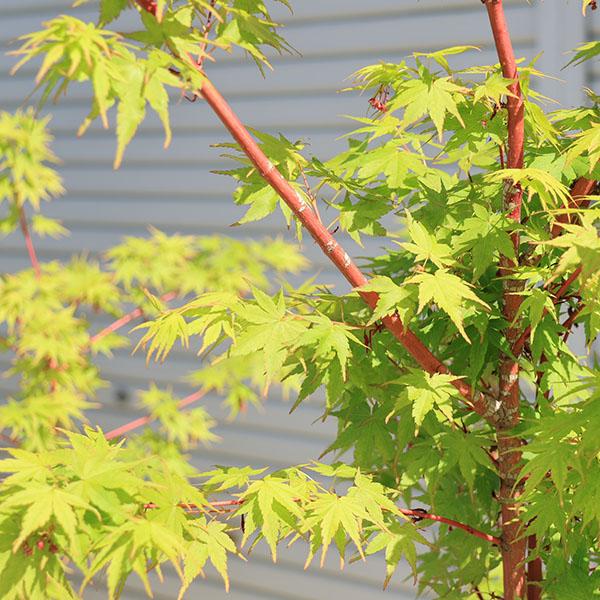 特撰庭木・植木：サンゴカクもみじ（珊瑚閣）*紅葉 樹高170cm 佐川