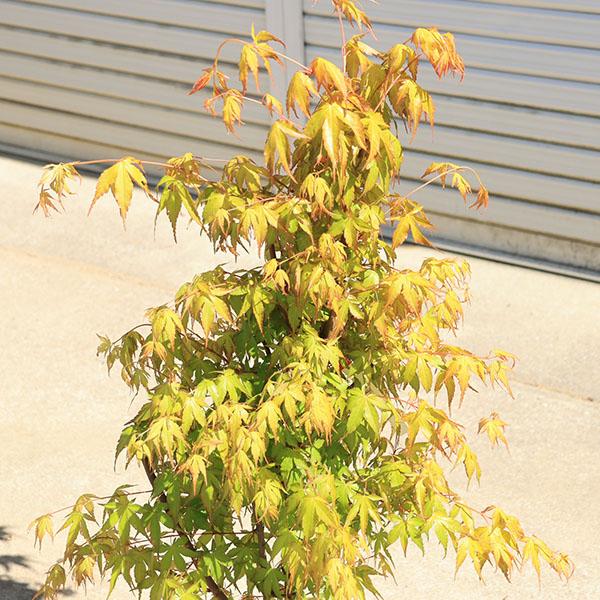 庭木 植木：桂もみじ（桂モミジ） カツラモミジ 単木 ポット 7号良品