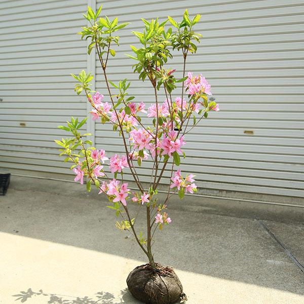 庭木・植木：モチツツジ*（もちつつじ）桃花 大株 餅ツツジ 常緑性