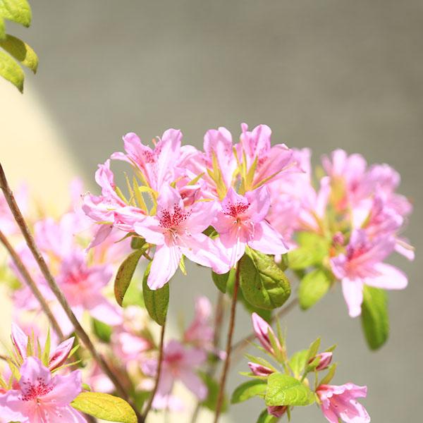 庭木・植木：モチツツジ*（もちつつじ）桃花 大株 餅ツツジ 常緑性