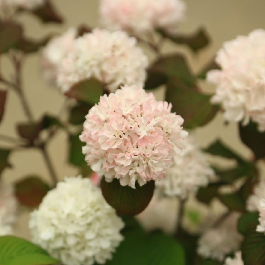 特選庭木・植木：ピンクオオデマリ*(おおでまり)ジェミニ 7寸ポット美