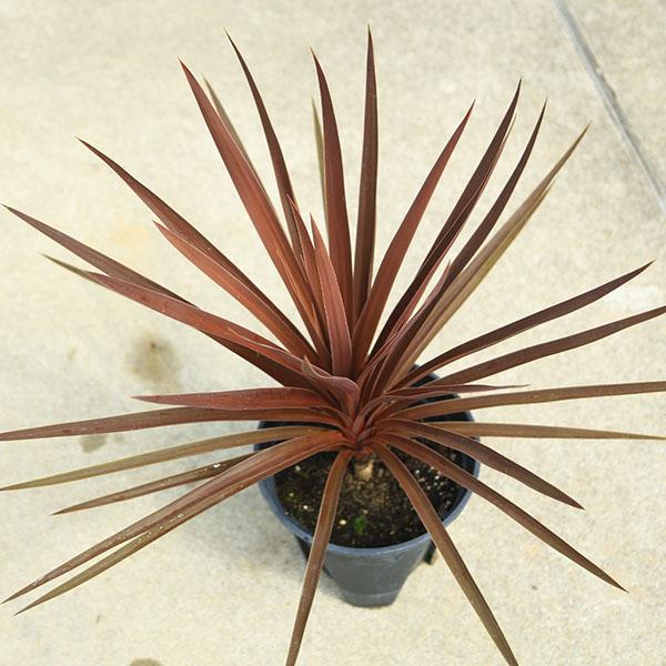 庭木 植木：コルジリネ・オーストラリス・レッドスター*赤ドラ