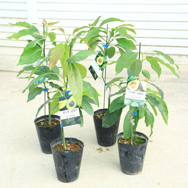 庭木 植木 果樹 苗木：アボカド（あぼかど）*苗 品種お選びください
