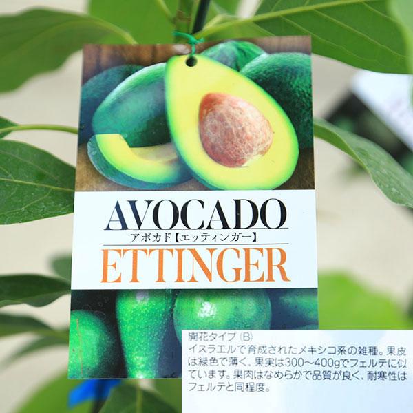 庭木 植木 果樹 苗木：アボカド（あぼかど）苗 品種お選びください