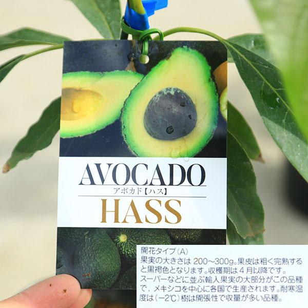 庭木 植木 果樹 苗木：アボカド（あぼかど）苗 品種お選びください