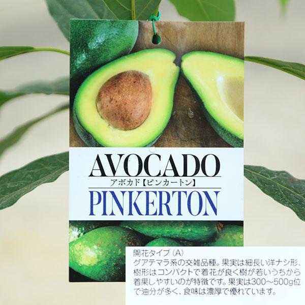 庭木 植木 果樹 苗木：アボカド（あぼかど）苗 品種お選びください