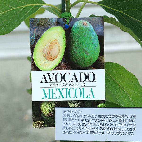 庭木 植木 果樹 苗木：アボカド（あぼかど）苗 品種お選びください
