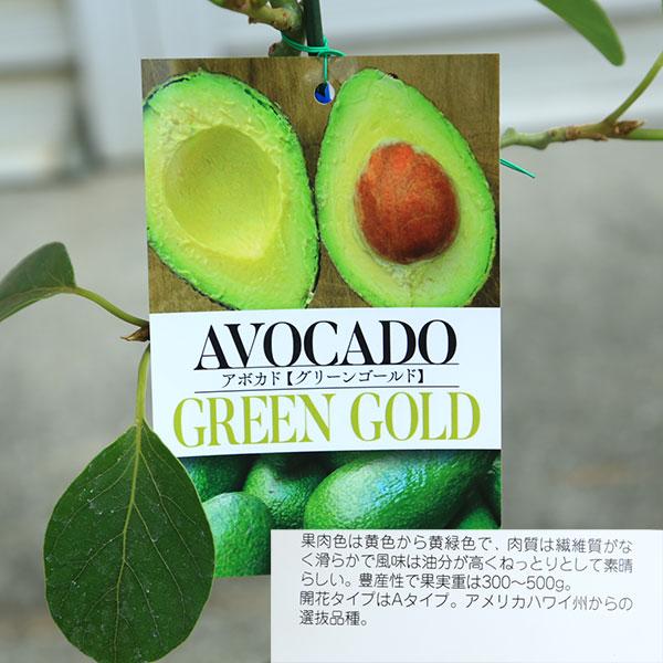 庭木 植木 果樹 苗木：アボカド（あぼかど）苗 品種お選びください